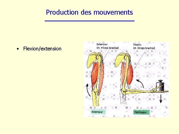 Production des mouvements • Flexion/extension 