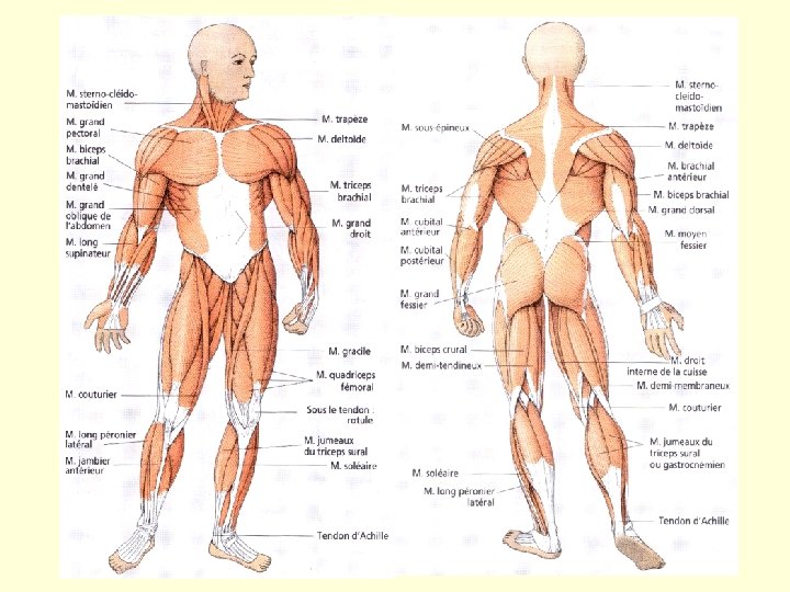 Principaux muscles squelettiques 