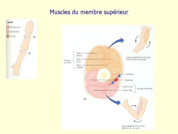 Muscles du membre supérieur 