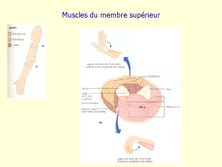 Muscles du membre supérieur 