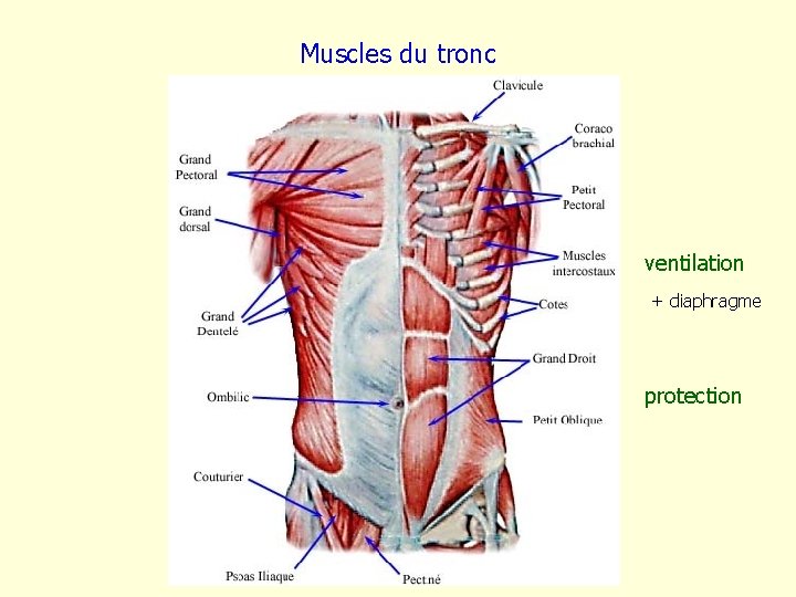 Muscles du tronc ventilation + diaphragme protection 