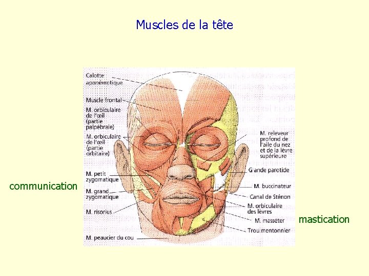 Muscles de la tête communication mastication 