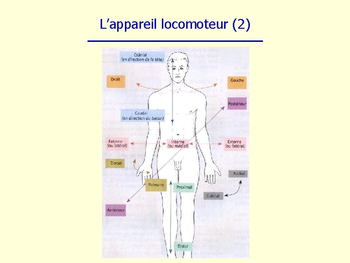 L’appareil locomoteur (2) 