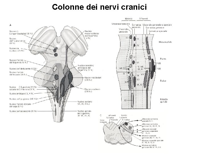 Colonne dei nervi cranici 