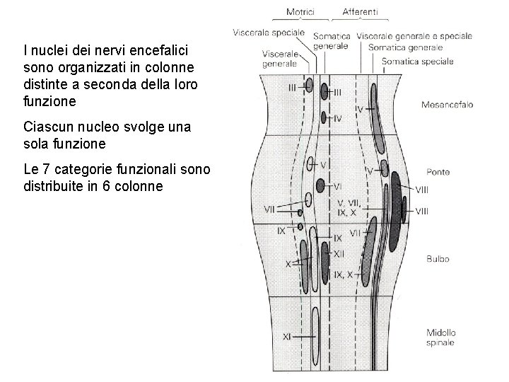 I nuclei dei nervi encefalici sono organizzati in colonne distinte a seconda della loro