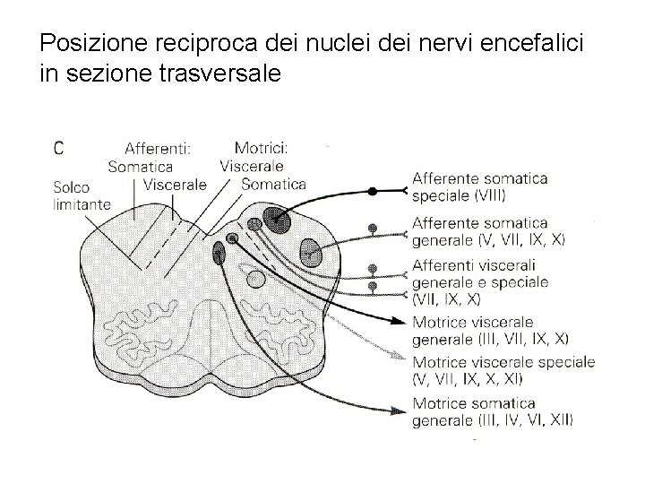 Posizione reciproca dei nuclei dei nervi encefalici in sezione trasversale 