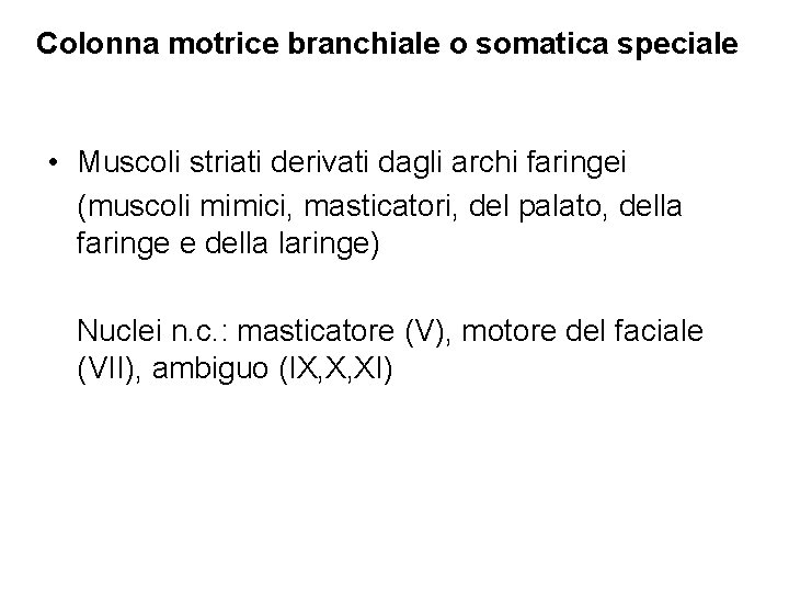 Colonna motrice branchiale o somatica speciale • Muscoli striati derivati dagli archi faringei (muscoli