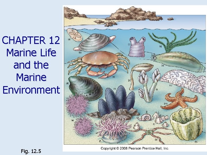 CHAPTER 12 Marine Life and the Marine Environment Fig. 12. 5 