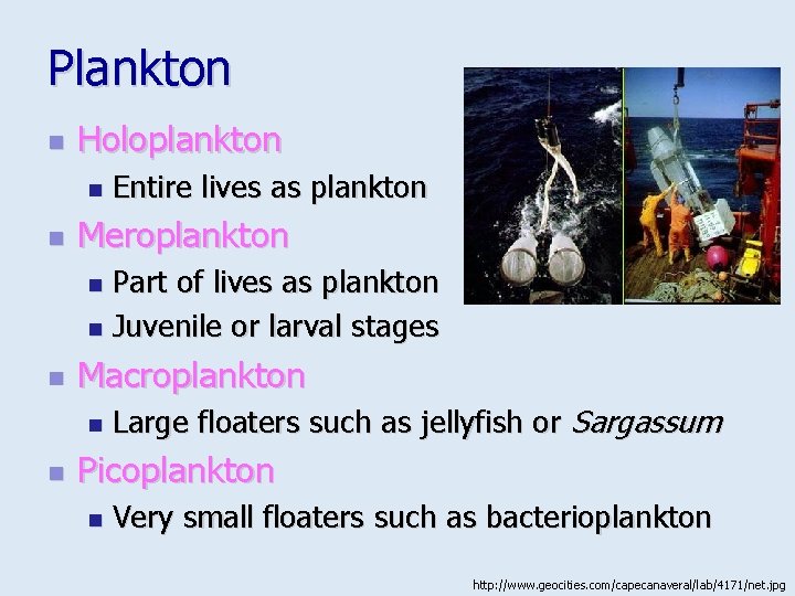 Plankton n Holoplankton n n Entire lives as plankton Meroplankton Part of lives as