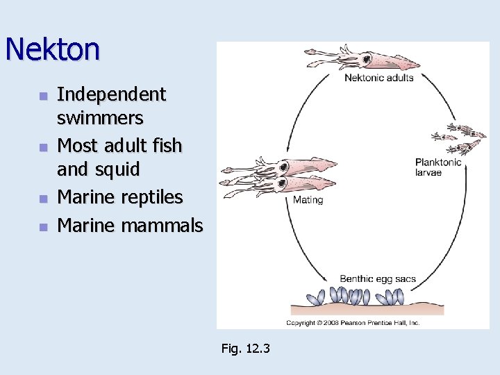 Nekton n n Independent swimmers Most adult fish and squid Marine reptiles Marine mammals