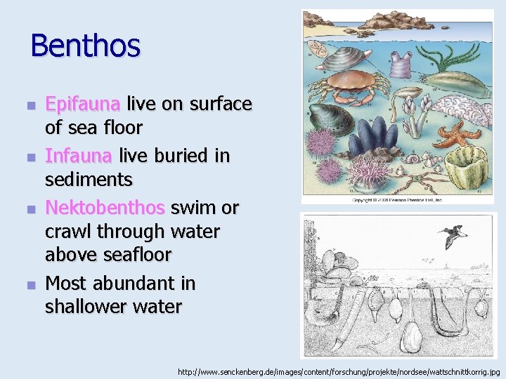 Benthos n n Epifauna live on surface of sea floor Infauna live buried in