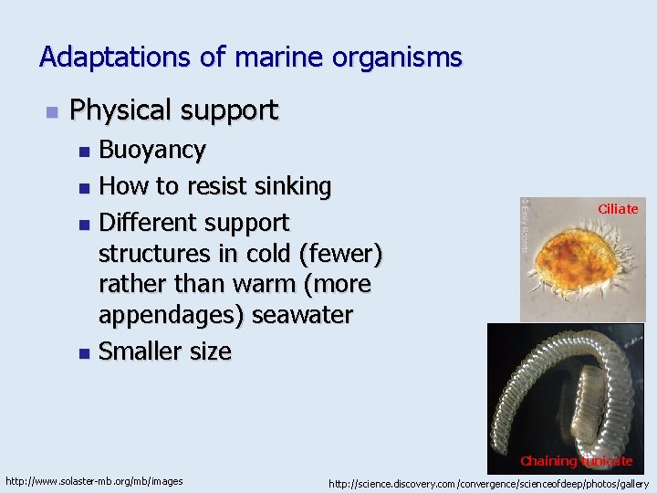 Adaptations of marine organisms n Physical support Buoyancy n How to resist sinking n