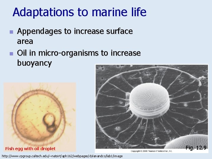 Adaptations to marine life n n Appendages to increase surface area Oil in micro-organisms