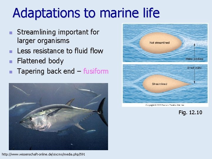 Adaptations to marine life n n Streamlining important for larger organisms Less resistance to