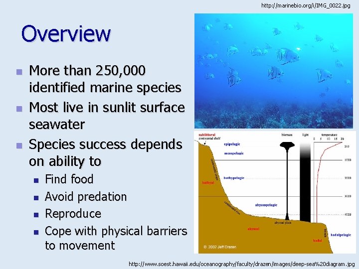 http: //marinebio. org/i/IMG_0022. jpg Overview n n n More than 250, 000 identified marine