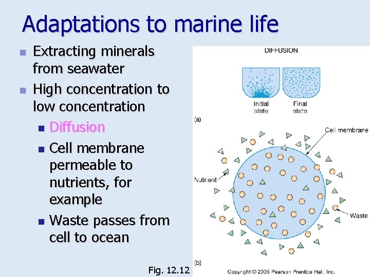 Adaptations to marine life n n Extracting minerals from seawater High concentration to low