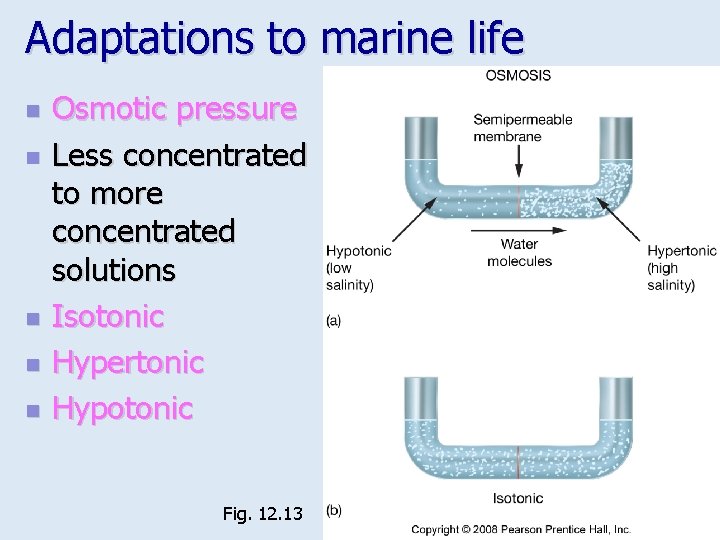 Adaptations to marine life n n n Osmotic pressure Less concentrated to more concentrated