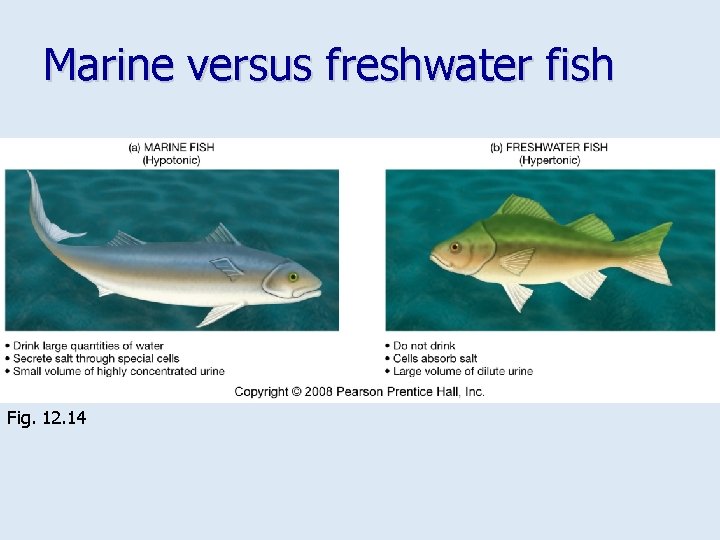 Marine versus freshwater fish Fig. 12. 14 