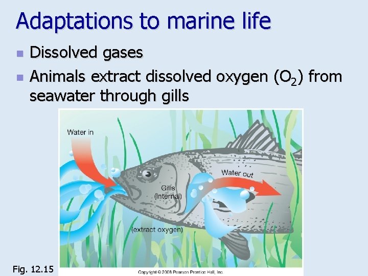 Adaptations to marine life n n Dissolved gases Animals extract dissolved oxygen (O 2)