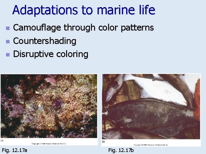 Adaptations to marine life n n n Camouflage through color patterns Countershading Disruptive coloring