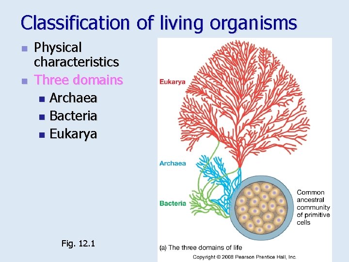 Classification of living organisms n n Physical characteristics Three domains n Archaea n Bacteria