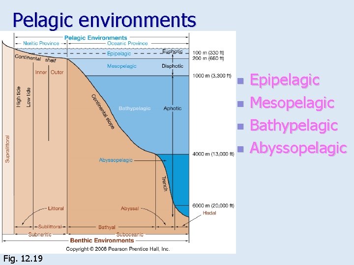 Pelagic environments n n Fig. 12. 19 Epipelagic Mesopelagic Bathypelagic Abyssopelagic 