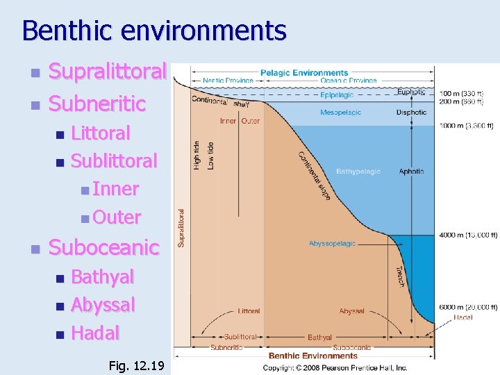 Benthic environments n n Supralittoral Subneritic Littoral n Sublittoral n Inner n Outer n