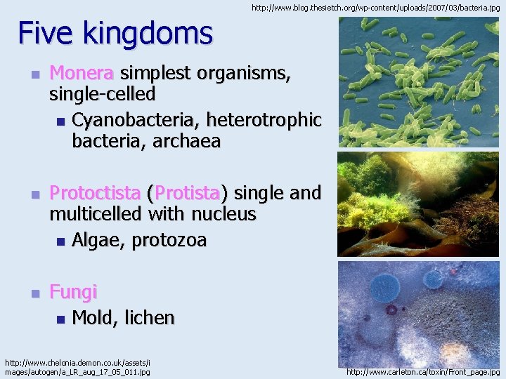 http: //www. blog. thesietch. org/wp-content/uploads/2007/03/bacteria. jpg Five kingdoms n n n Monera simplest organisms,