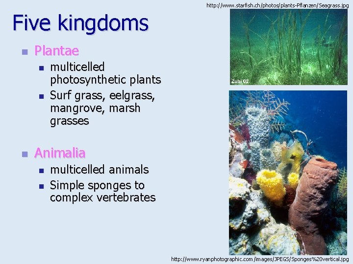 http: //www. starfish. ch/photos/plants-Pflanzen/Seagrass. jpg Five kingdoms n Plantae n n n multicelled photosynthetic
