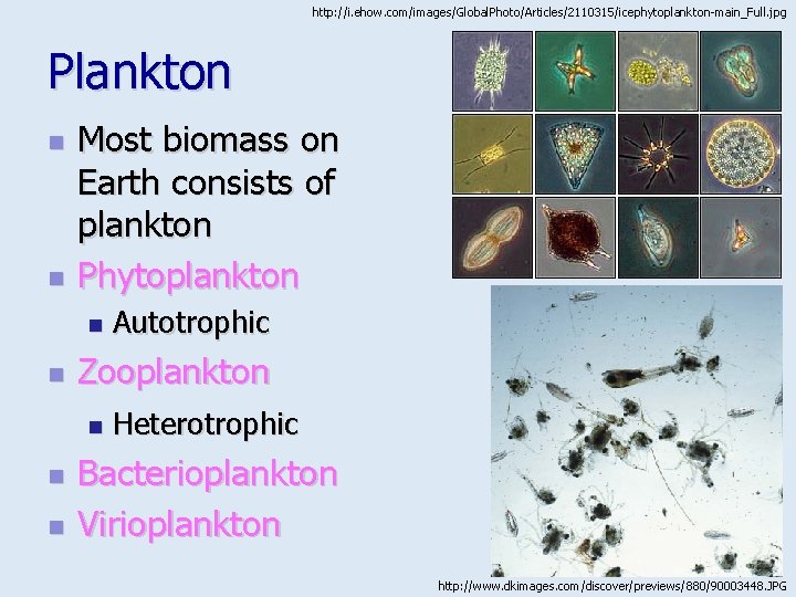 http: //i. ehow. com/images/Global. Photo/Articles/2110315/icephytoplankton-main_Full. jpg Plankton n n Most biomass on Earth consists