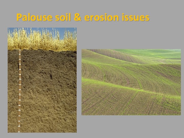 Palouse soil & erosion issues 