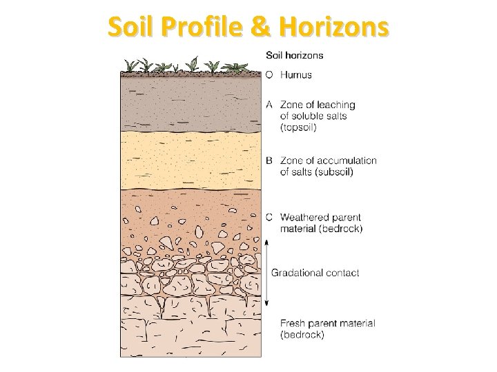 Soil Profile & Horizons 