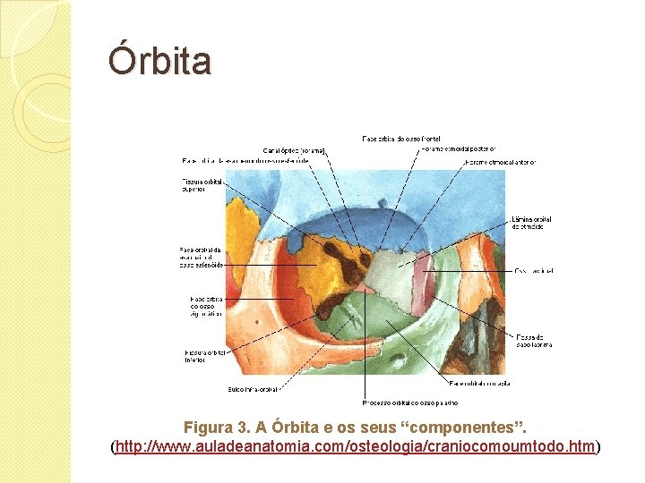 Órbita Figura 3. A Órbita e os seus “componentes”. (http: //www. auladeanatomia. com/osteologia/craniocomoumtodo. htm)
