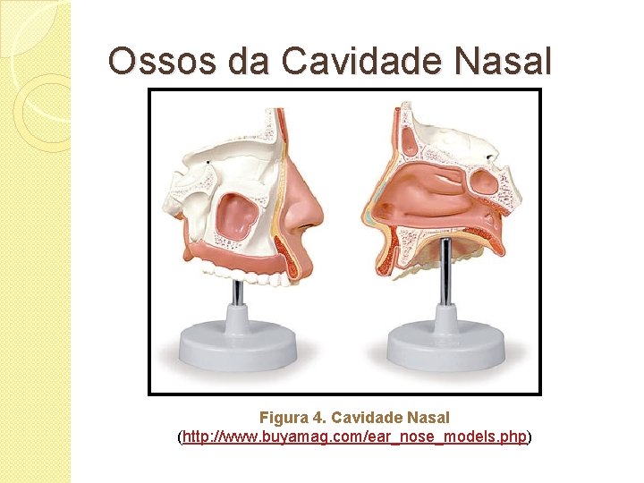 Ossos da Cavidade Nasal Figura 4. Cavidade Nasal (http: //www. buyamag. com/ear_nose_models. php) 