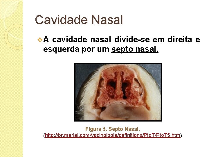 Cavidade Nasal v. A cavidade nasal divide-se em direita e esquerda por um septo