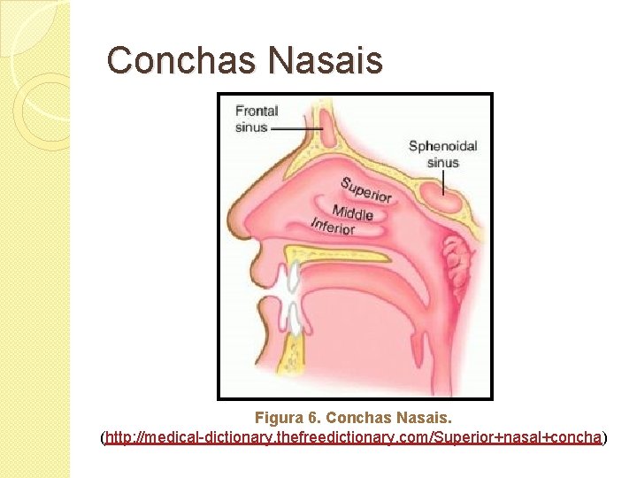 Conchas Nasais Figura 6. Conchas Nasais. (http: //medical-dictionary. thefreedictionary. com/Superior+nasal+concha) 