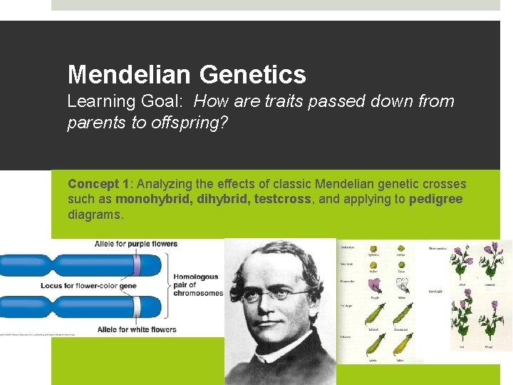 Mendelian Genetics Learning Goal: How are traits passed down from parents to offspring? Concept