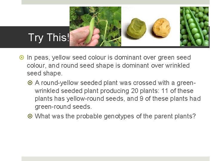 Try This! In peas, yellow seed colour is dominant over green seed colour, and