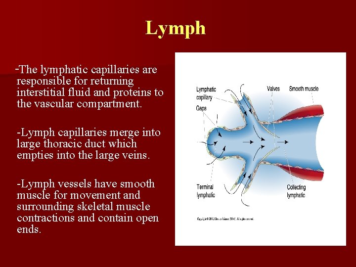 Lymph -The lymphatic capillaries are responsible for returning interstitial fluid and proteins to the