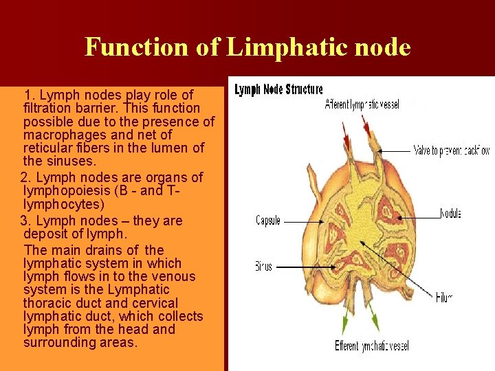 Function of Limphatic node 1. Lymph nodes play role of filtration barrier. This function