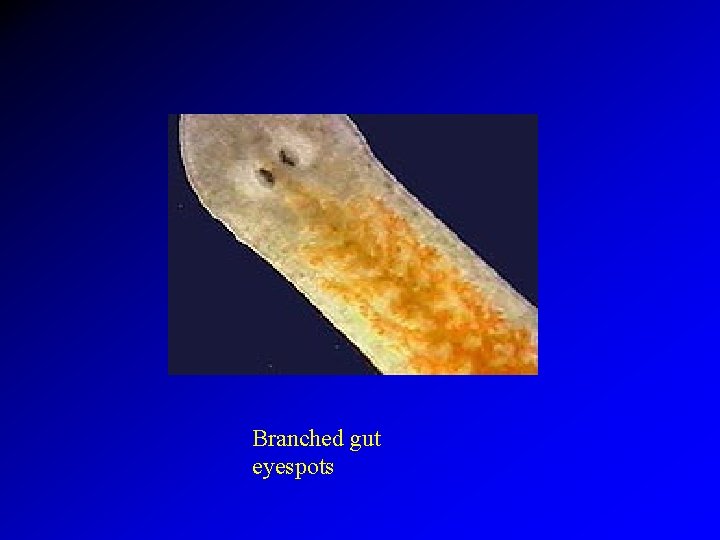 Branched gut eyespots 