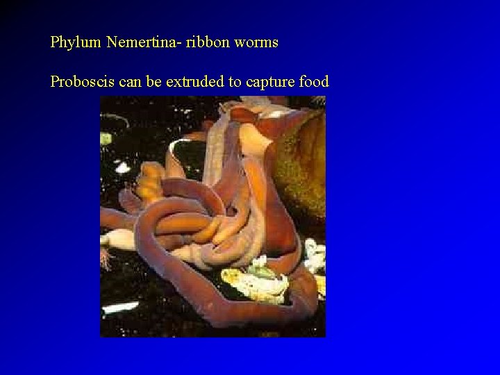 Phylum Nemertina- ribbon worms Proboscis can be extruded to capture food 