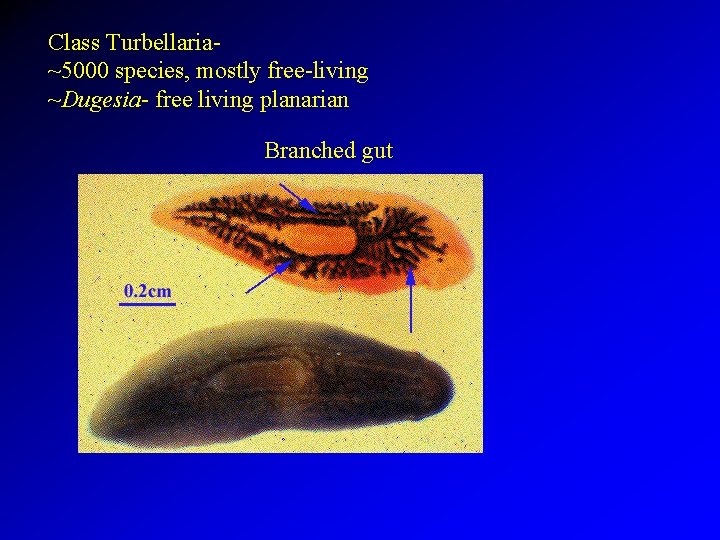 Class Turbellaria~5000 species, mostly free-living ~Dugesia- free living planarian Branched gut 