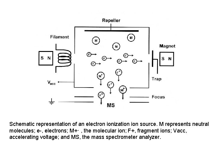 Schematic representation of an electron ionization source. M represents neutral molecules; e-, electrons; M+·