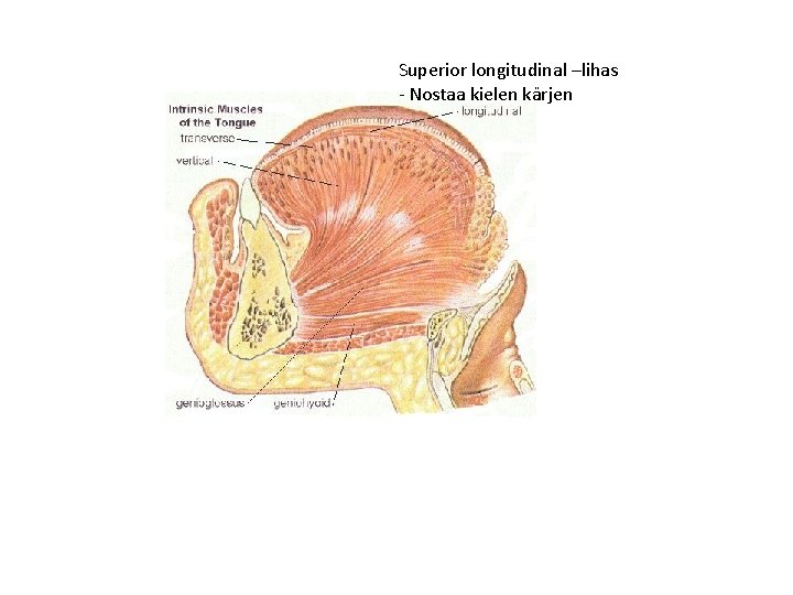 Superior longitudinal –lihas - Nostaa kielen kärjen 