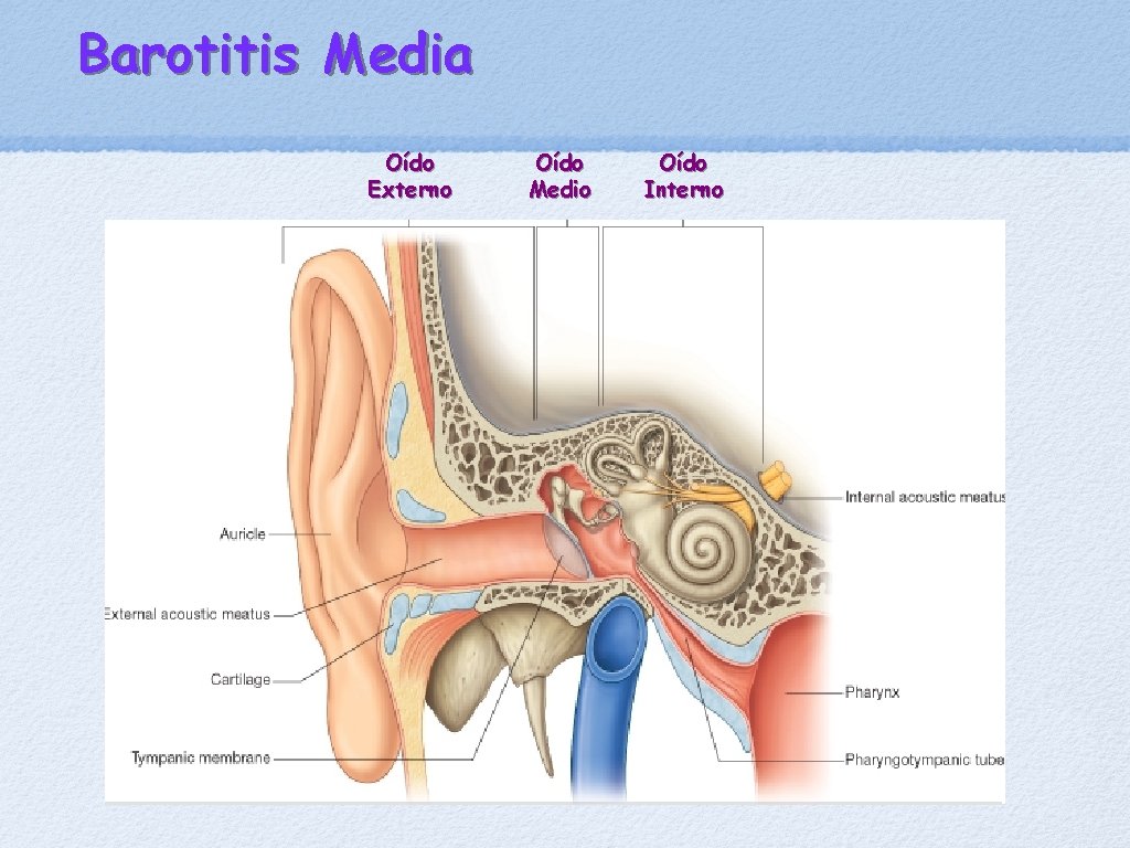 Barotitis Media Oído Externo Oído Medio Oído Interno 