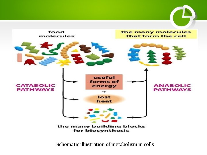 Schematic illustration of metabolism in cells Schematic illustration of metabolism in cells