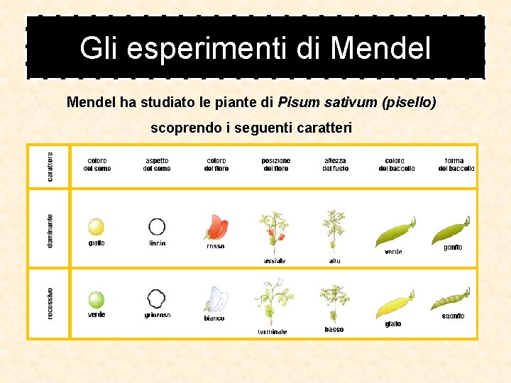 Gli esperimenti di Mendel ha studiato le piante di Pisum sativum (pisello) scoprendo i Gli esperimenti di Mendel ha studiato le piante di Pisum sativum (pisello) scoprendo i