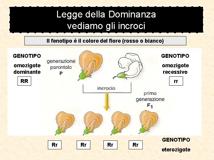 Legge della Dominanza vediamo gli incroci Il fenotipo è il colore del fiore (rosso Legge della Dominanza vediamo gli incroci Il fenotipo è il colore del fiore (rosso