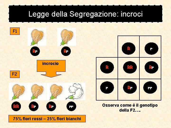 Legge della Segregazione: incroci F 1 Rr R R Rr R r RR Rr Legge della Segregazione: incroci F 1 Rr R R Rr R r RR Rr